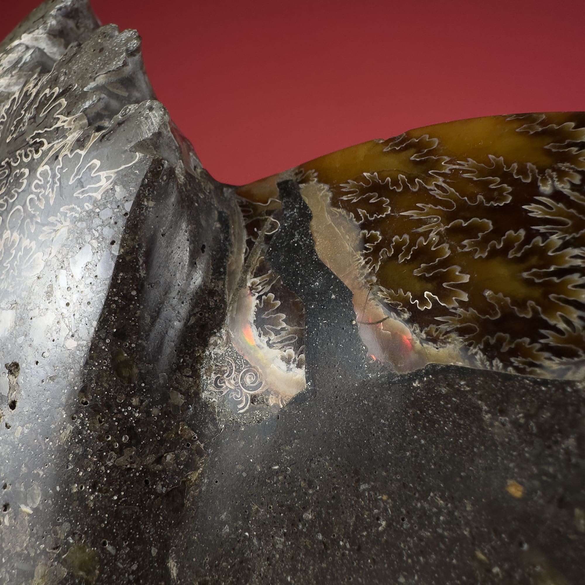 Ammonite sectioned brown