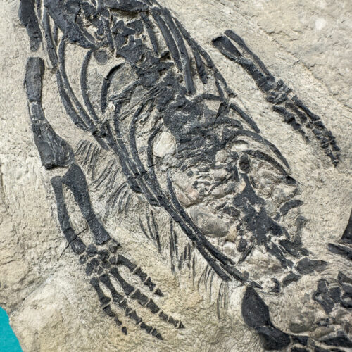 Claudiosaurus germanini Fossil – Latiaxis