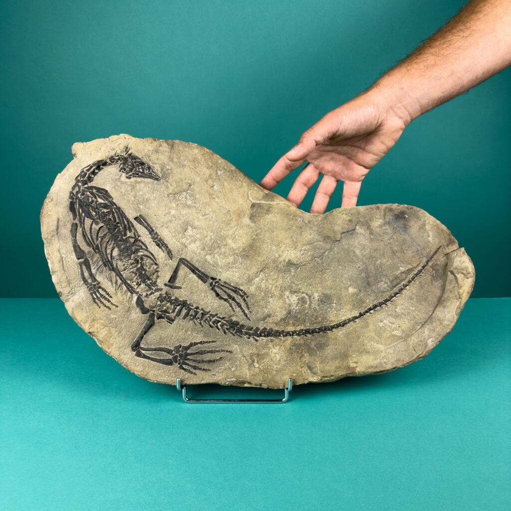 Claudiosaurus germanini Fossil – Latiaxis