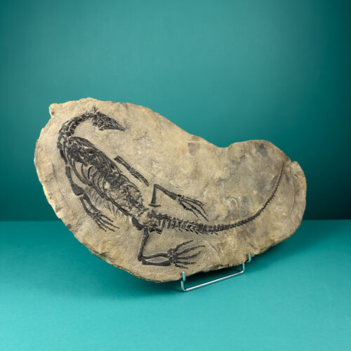 Claudiosaurus germanini Fossil – Latiaxis