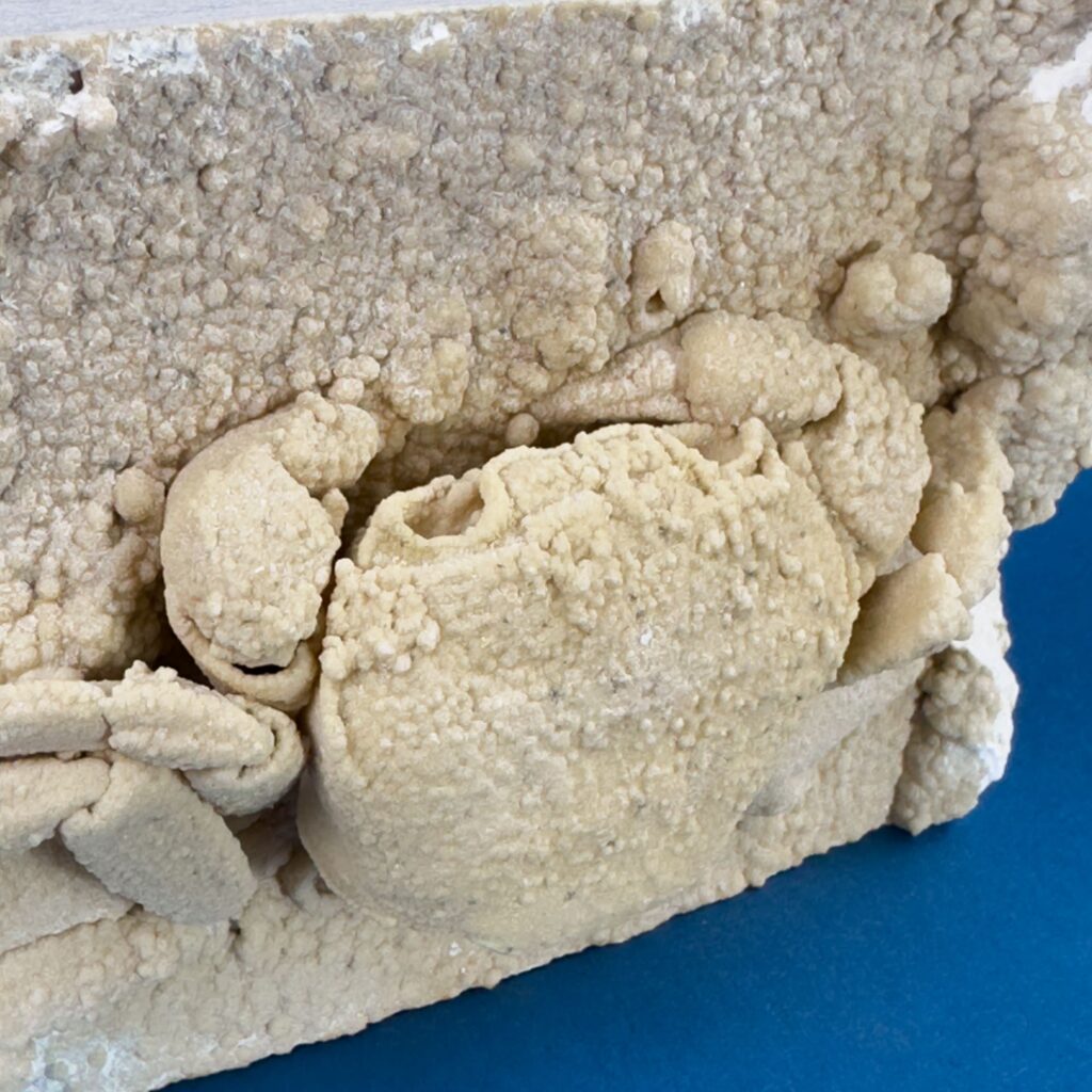 Levantine Freshwater Crab Fossil – Potamon Potamios – Latiaxis