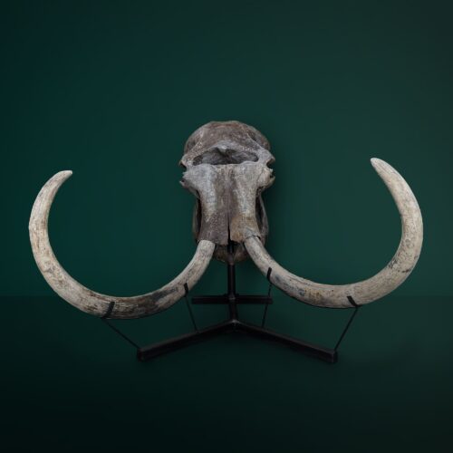Mammuth skull