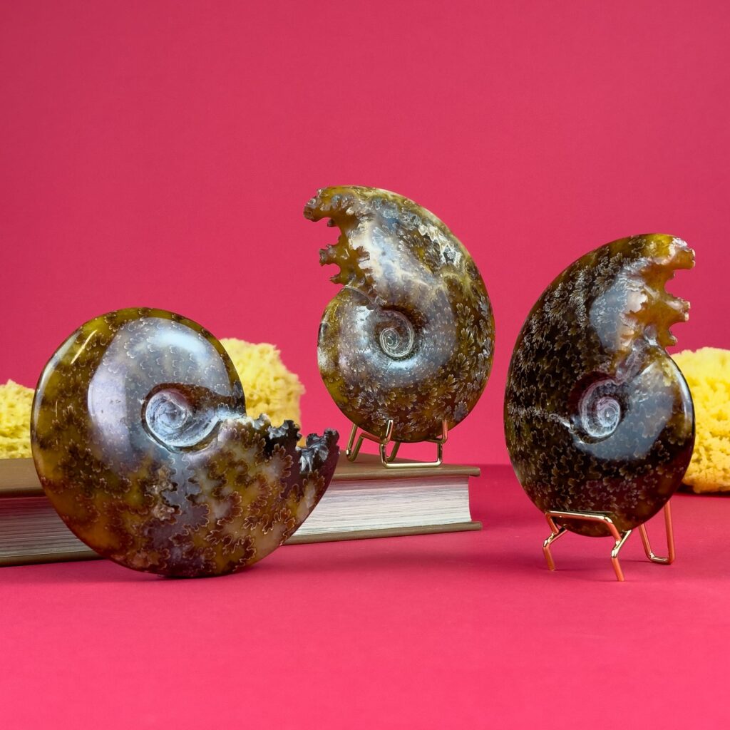 Worked Shell Ammonite with worked mouth – Fossilised shell – Cleoniceras 11cm – Latiaxis