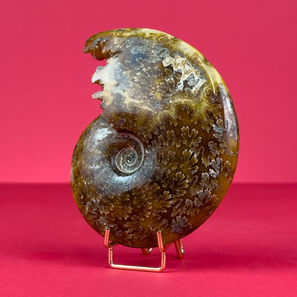 Worked Shell Ammonite with worked mouth – Fossilised shell – Cleoniceras 11cm – Latiaxis