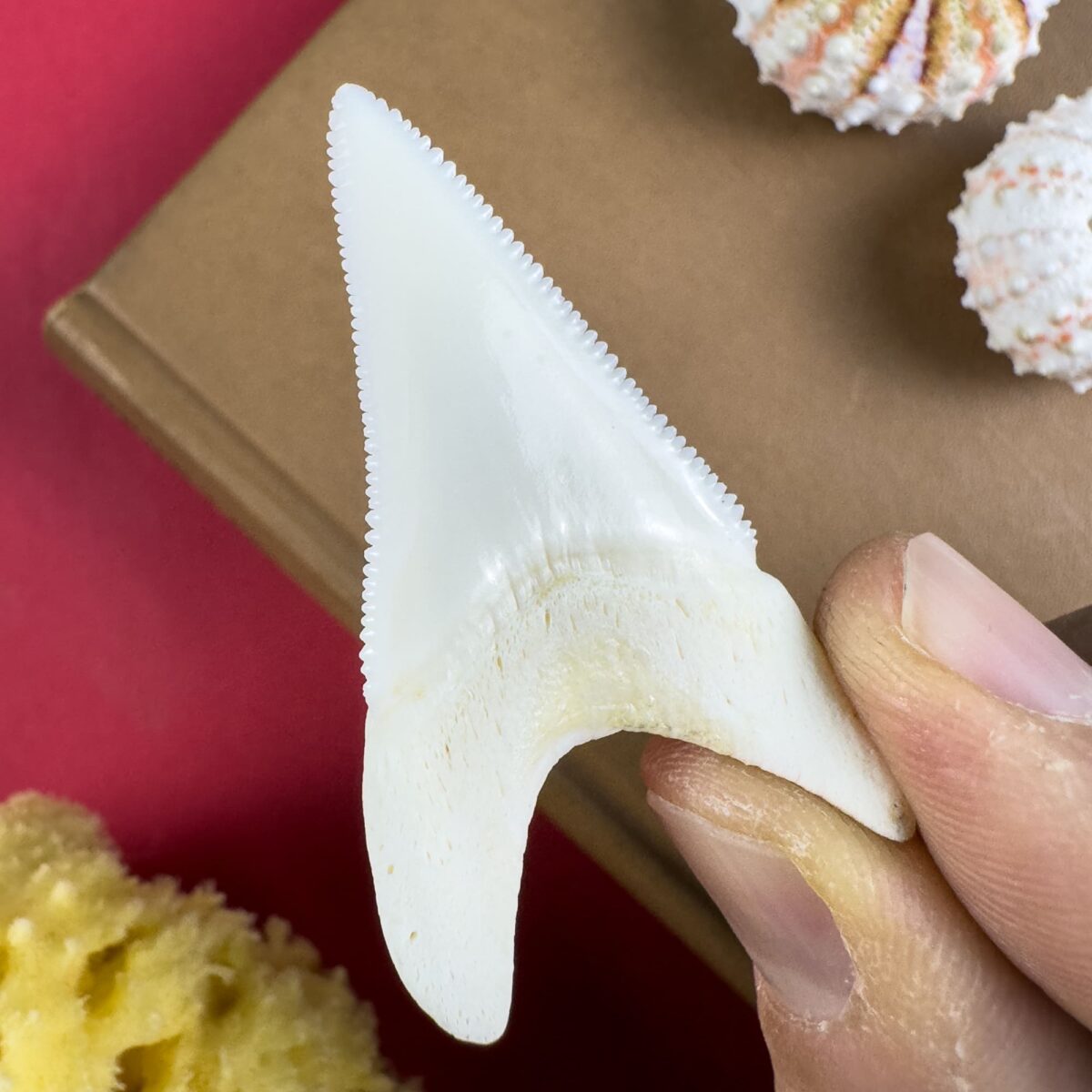 ホジロザメ（Carcharodon carcharias）の歯56.6ｍｍ ホホジロザメ（Carcharodon carcharias）の歯 58.0mm - メルカリ