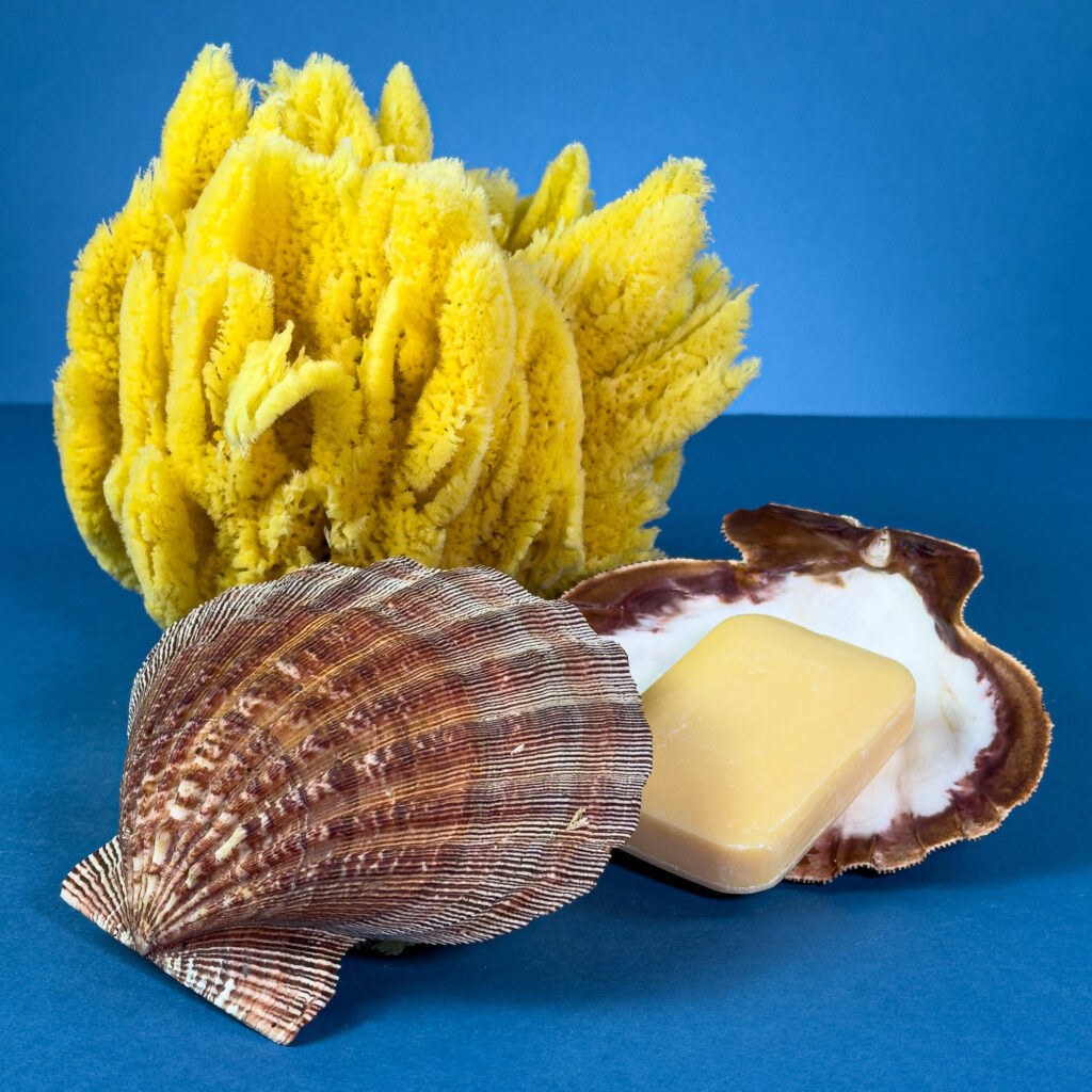 Pecten subnodus shell – Latiaxis