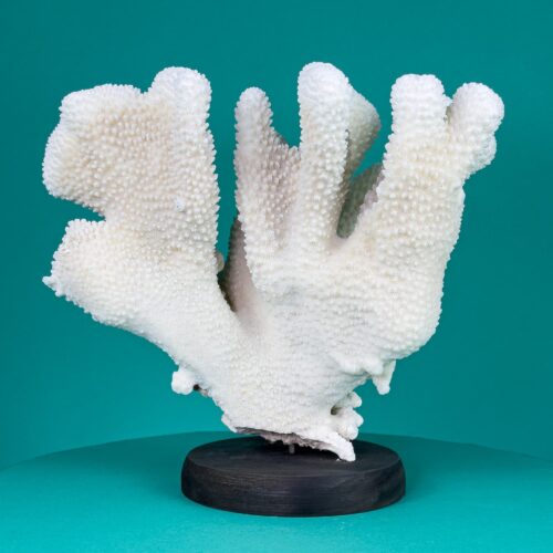 Cauli Coral (Acropora Eydouxi) Skeleton on Custom Wooden Support