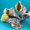 Charonia Tritonis Shells (27–33 cm) – The Majestic Triton’s Trumpet