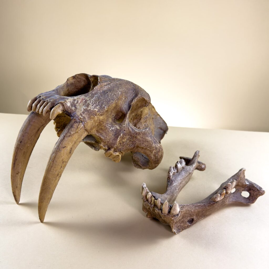 1:1 Scale Saber-Toothed Tiger Skull Replica – Smilodon Resin Model 12.6" Paleontology