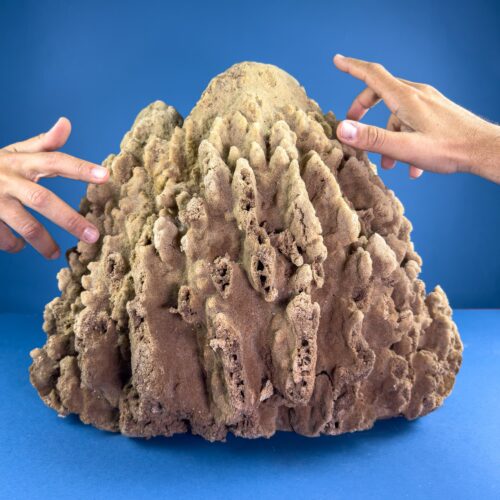 Calcareous Sea Sponges