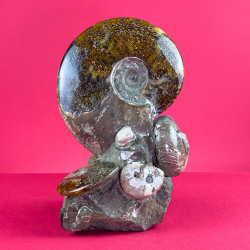 Tanatocenosi Fossil Assemblage from Madagascar