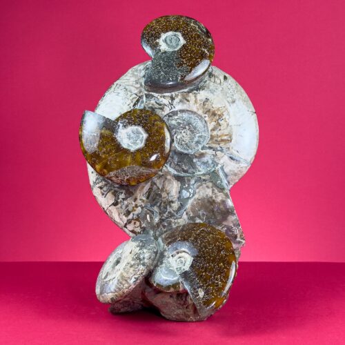 Tanatocenosi Fossil Assemblage from Madagascar