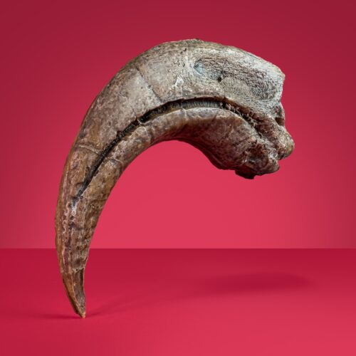 Allosaurus Baryonyx Claw - A stunnig resin replica from the predator of the Jurassic World