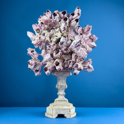 Decorative Balanus (Barnacle) Composition on Wooden Base – Natural History Display