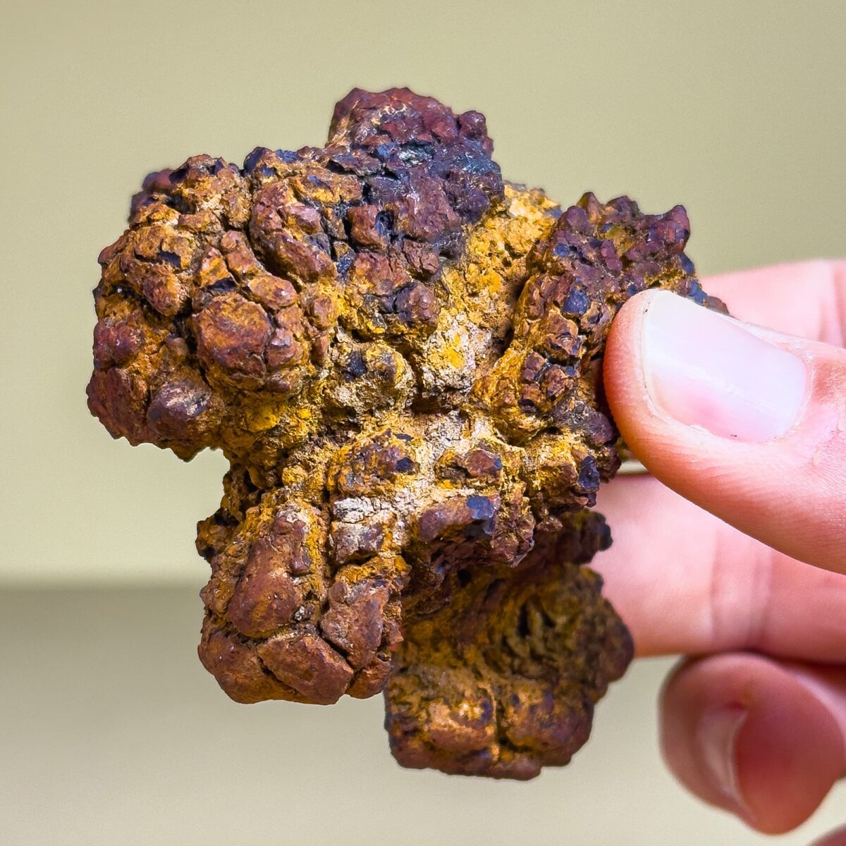 Authentic Coprolite Fossils – Prehistoric Excrement Specimens – Latiaxis