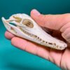 Crocodylus siamensis Skull – 10–11 cm (3.9–4.3 inches)