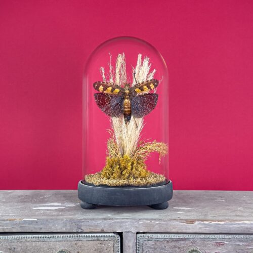 Mounted Grasshopper (Orthoptera) in Glass Dome – 19th Century Style Display