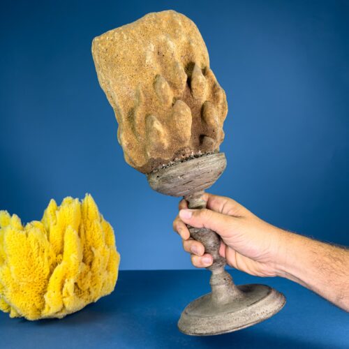 Neptune’s Cup – Calcareous Sponge on Turned Wooden Base – Late 19th Century