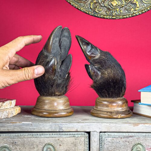 Antique Pair of Wild Boar Legs on Turned Wooden Bases – Late 19th Century