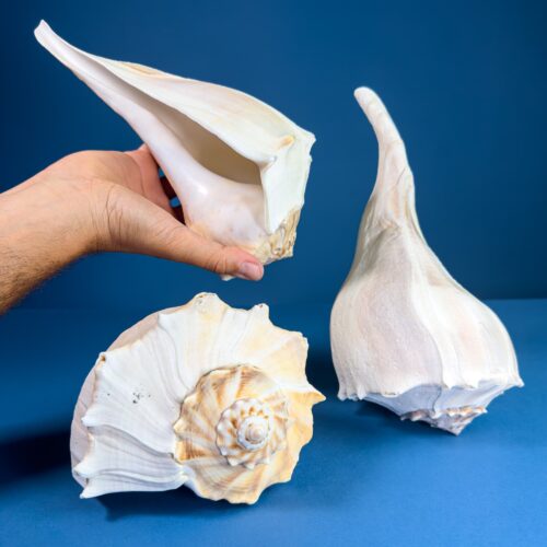 Busycon contrarium Shell – Reverse-Winding Beauty from the Gulf