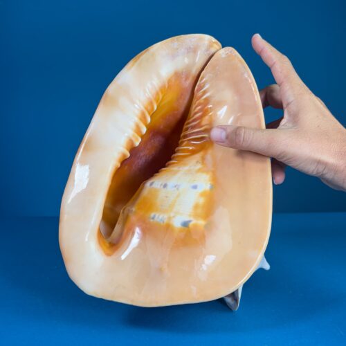Cassis Cornuta – Queen Helmet Shell (30.5 cm)