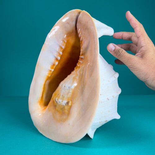 Cassis Cornuta – Queen Helmet Shell (31 cm)