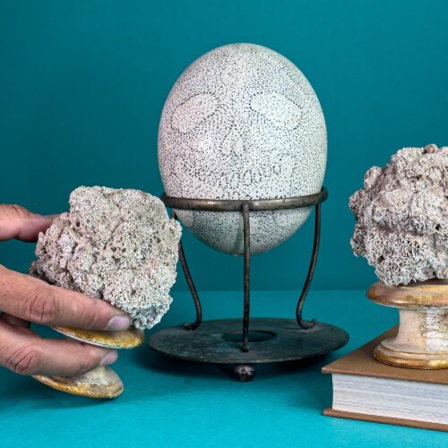Pair of Marine Lichens on Gilded Bases + Engraved Ostrich Egg with Skull Motif on Metal Stand