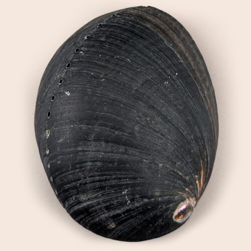 Haliotis californiensis - 111 mm