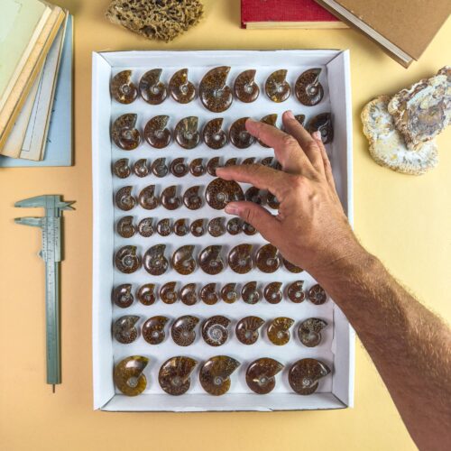 Ammonite Fossils Box of 78 – Cleoniceras from Madagascar (2–5 cm)