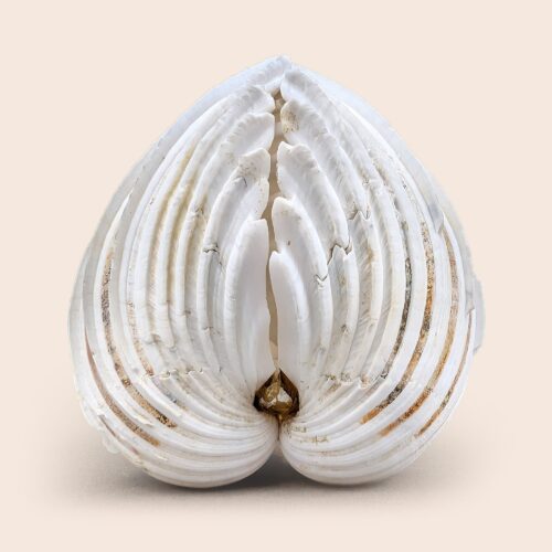 Cardium costatum - 96 mm