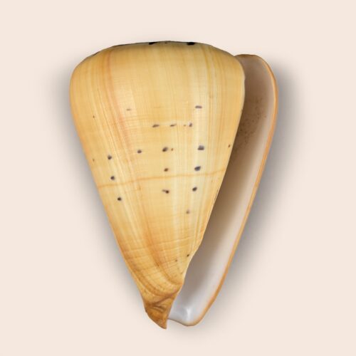 Conus betulinus - 133 mm