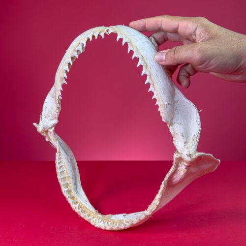 Shark Jaws – Copper Shark (Carcharhinus brachyurus)
