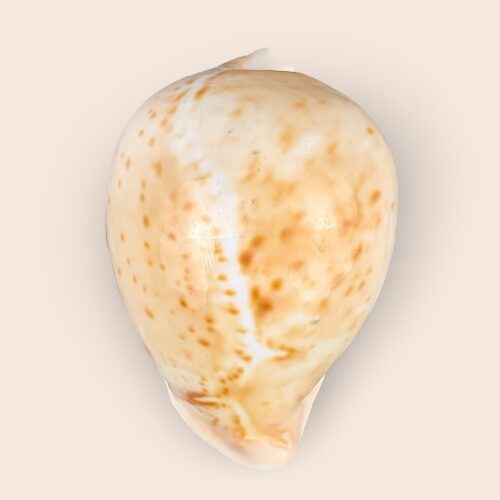 Cipraea armeniaca- 97,3 mm