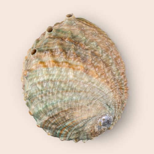 Haliotis corrugata - 142 mm