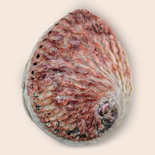 Haliotis midae - 153 mm