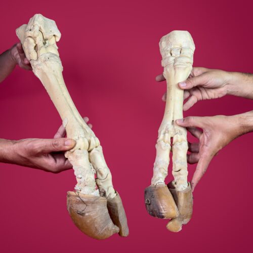 Horse and Kid Goat Legs (Set of 4 - 2x Each) – Taxidermy Anatomical Preparation