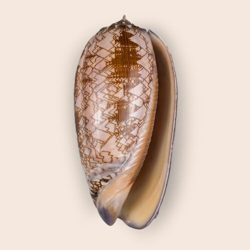 Oliva porphyria - 102,4 mm