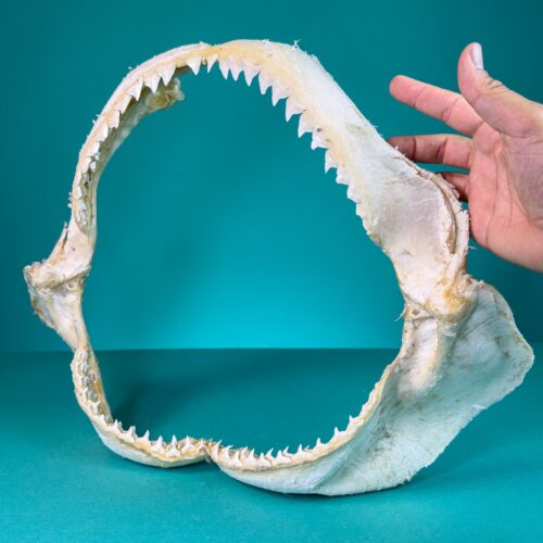 Shark Jaws - Dusky Shark (Carcharhinus obscurus)