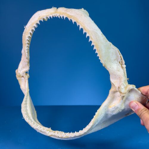 Shark Jaws - Spinner Shark (Carcharhinus brevipinna)