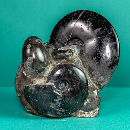 Tantocenosi with Ammonites (Cleoniceras) and Hematite – Majunga, Madagascar – 5.5 Kg