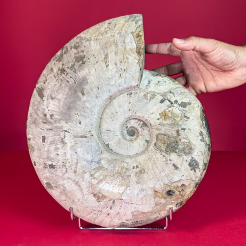 Ammonite Cleoniceras Extra large (9,320 Kg) Natural Irridescent Fossilised shell