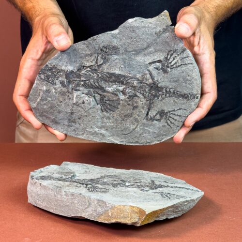 Barasaurus nodule (2 parts)