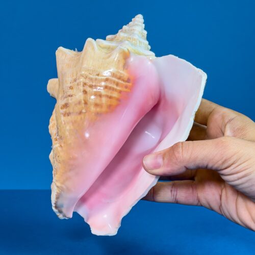 Strombus gigas shell (19-22cm) Queen conch (Lobatus gigas)