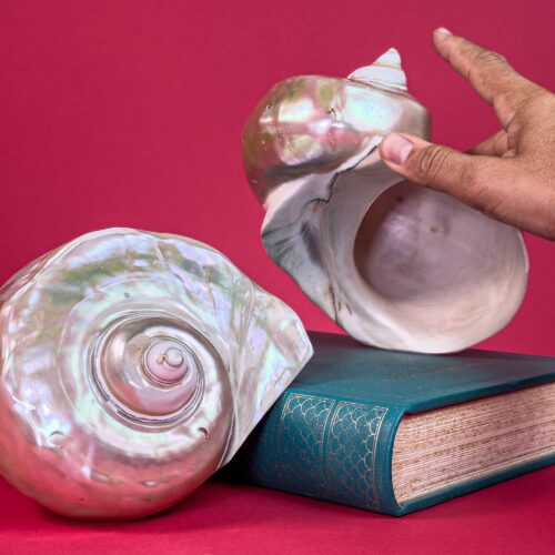Turbo Marmoratus MOP Shells LARGE (17–19 cm)