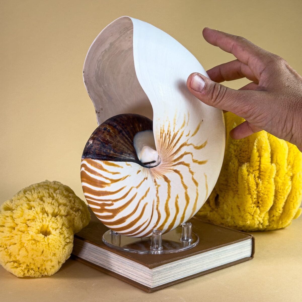 Al Shell Nautilus Pompilius Shell – 23+ cm | Natural Striped Beauty – Latiaxis
