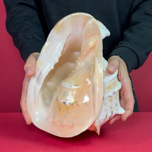 Cassis Cornuta - (Horned Helmet) 27,5 cm