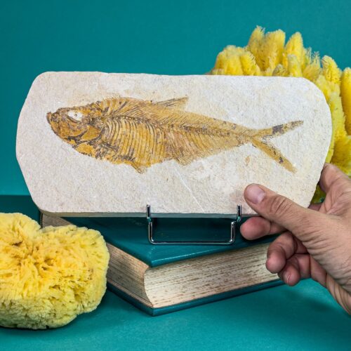 Fossil Fish Slab – Diplomystus – Green River Formation (28 cm)
