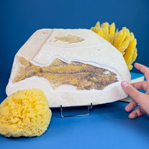 Fossil Fish Slab – Mioplosus – Green River Formation (33.5 cm, Two Fish)