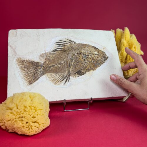 Fossil Fish Slab – Priscacara – Green River Formation (Extra large, Rare Bone Detail)