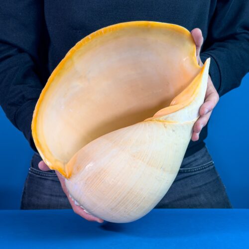 Melo Broderipii – Sea Shell from the Philippines (33 cm)
